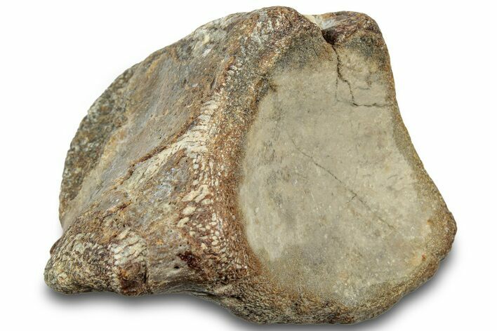 Fossil Mosasaur Vertebra - Texas #320961